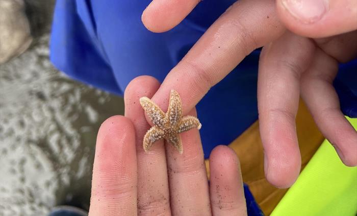 A picture of a child holding a small common starfish in their hands after finding it on a sea shore safari with Sea Trust on Goodwick Beach.